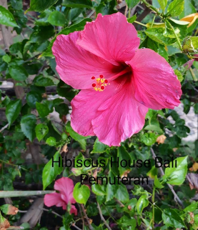 Hibiscus House Pemuteran Bali Hotel Bagian luar foto